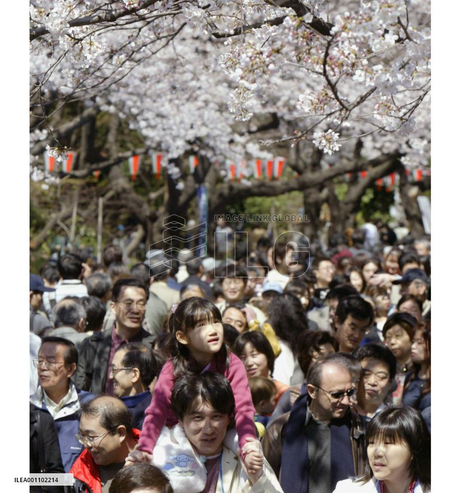 (1)Cherry blossoms out at Tokyo's Ueno Park