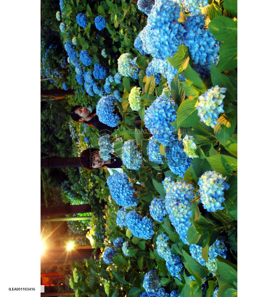 Hydrangea flowers in full bloom at Uji temple