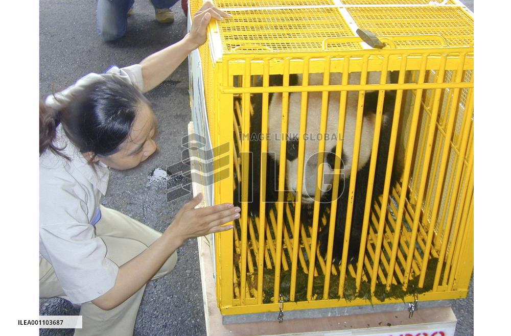Giant panda in Wakayama given to China for breeding