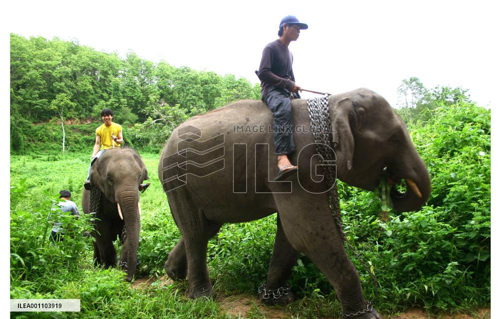 Thai elephants on verge of extinction