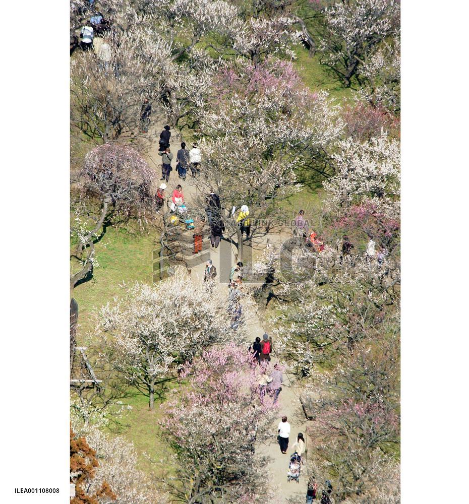 Plum blossoms in full bloom at Kairakuen