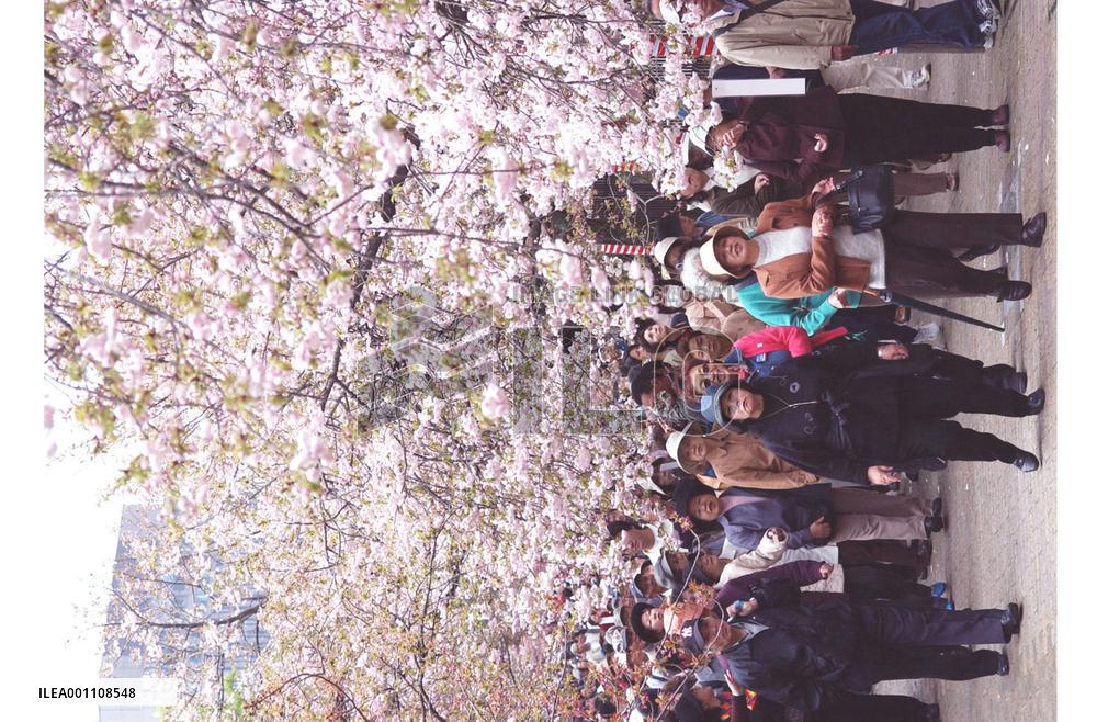 People view cherry blossoms at Osaka mint