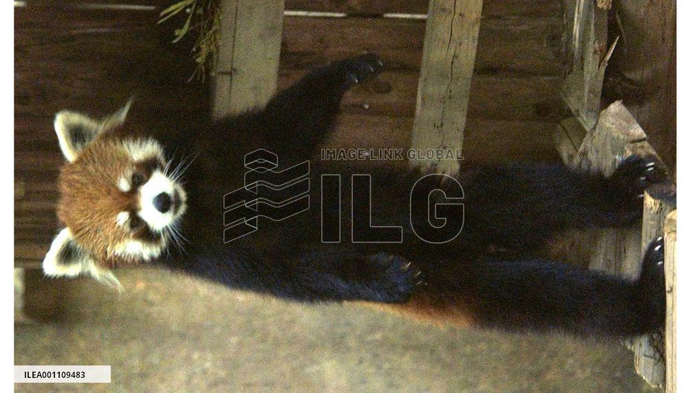 Lesser panda Futa makes TV commercial debut