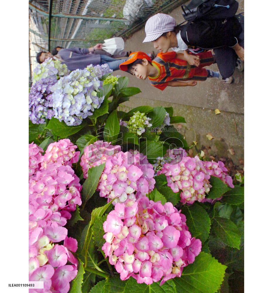 Hydrangeas in full bloom in Tokyo