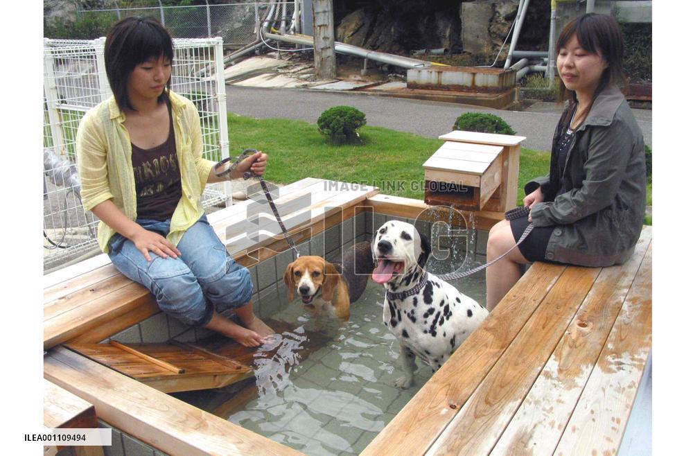 Pets enjoy hot spring