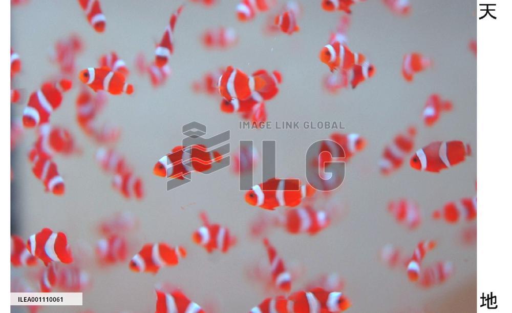 Saving 'Nemo' through fish farming