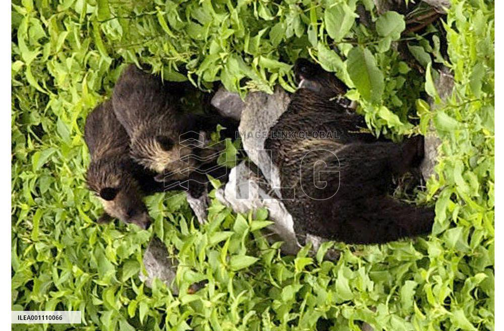 UNESCO registers Shiretoko as natural heritage site