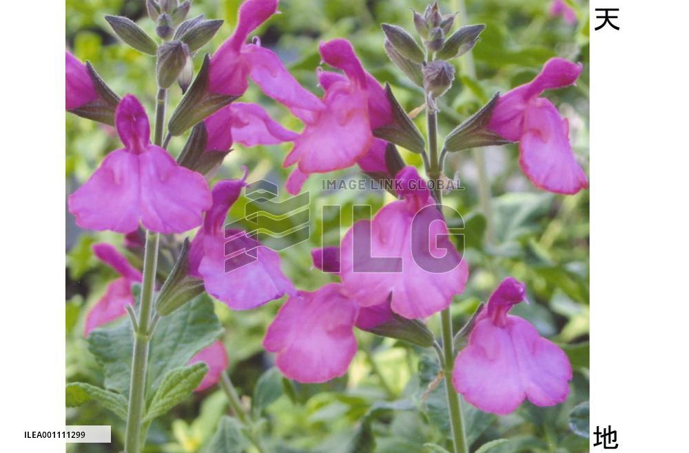 Toyota devises new Cherry Sage species to purify, cool air