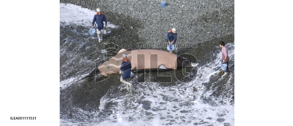 Whale beached on coast in Kanagawa Pref., confirmed dead later
