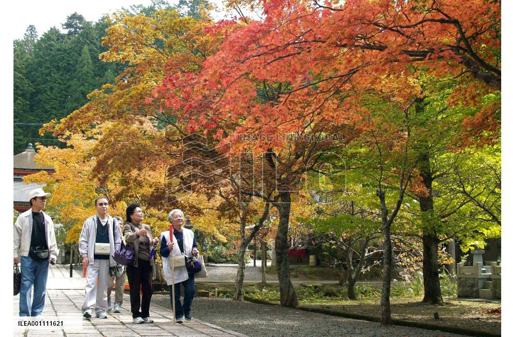 Leaves turn red, yellow on Mt. Koya