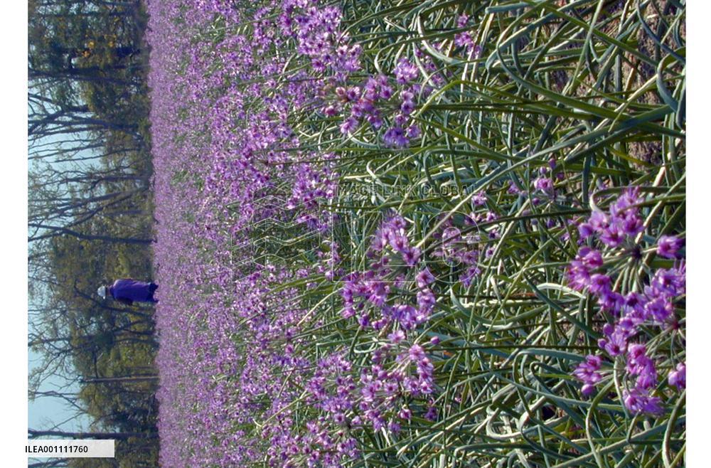 Shallots in full bloom in Tottori Pref.