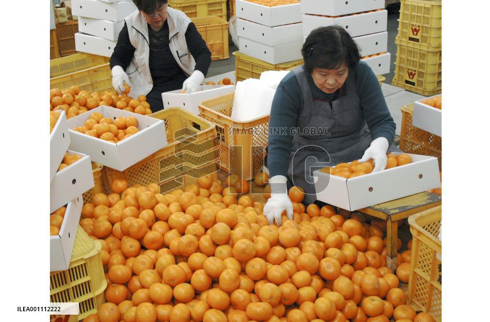 Shipment of quality oranges in peak in Wakayama Pref.