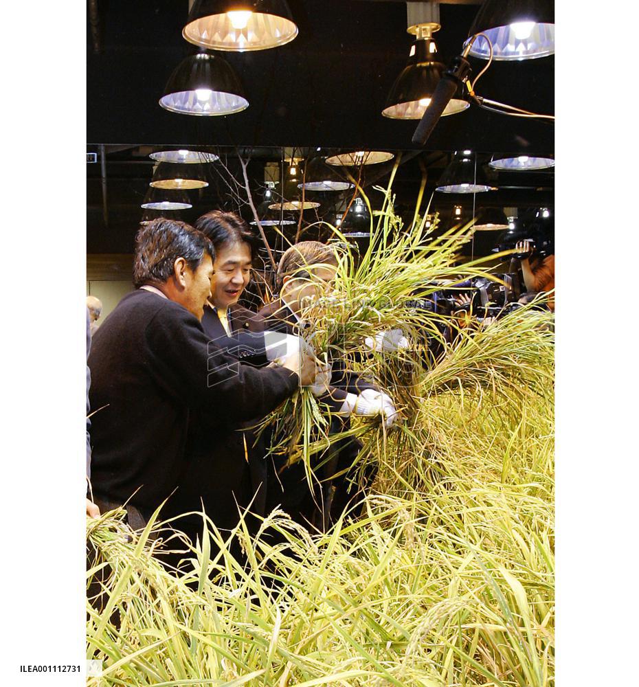 Rice reaped in high-tech paddy field on underground floor