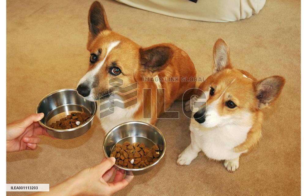 Supplements for pets increasing despite possible dubious effects