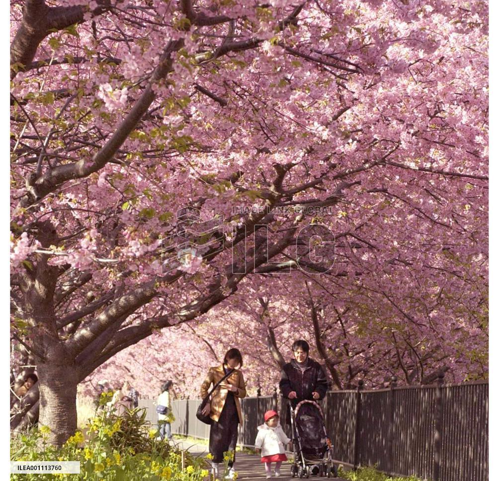 Cherry blossoms in full bloom in Kawazu, Shizuoka Prefecture