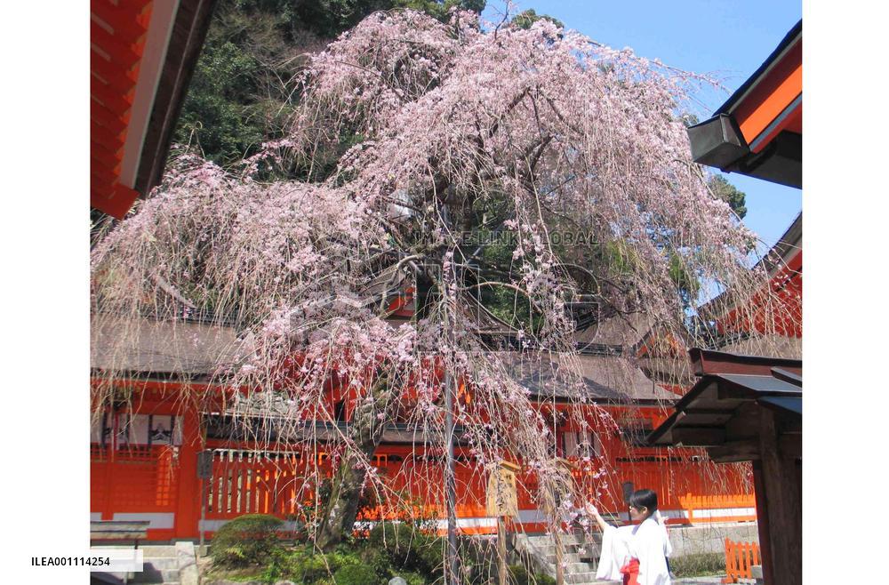 Cherry at Kumano-Nachi Taisha Shrine in full bloom