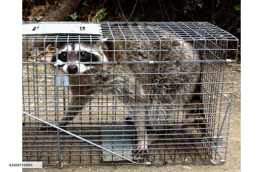 4,000 raccoons to be exterminated in Kanagawa Pref.