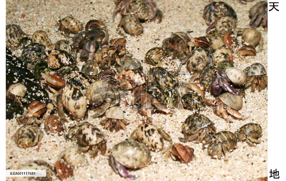 Hermit crabs release offspring at Kagoshima beach