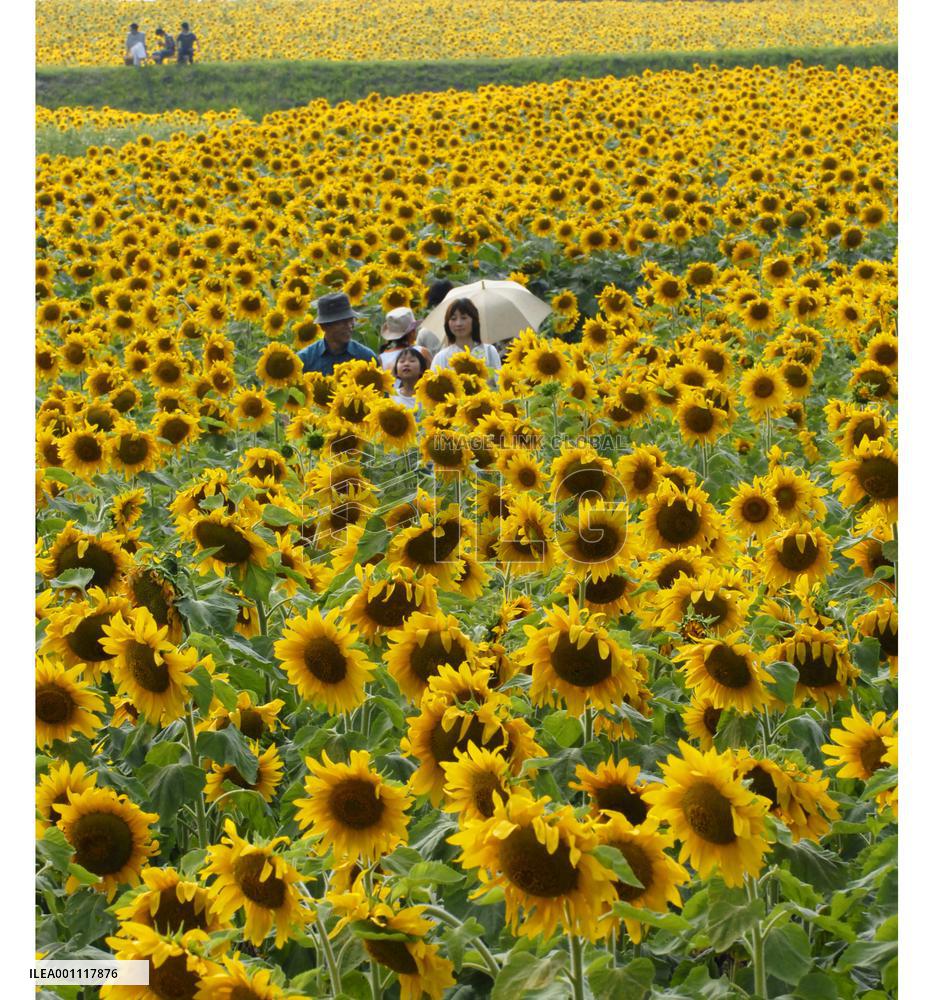 1.3 mil. sunflowers in full bloom
