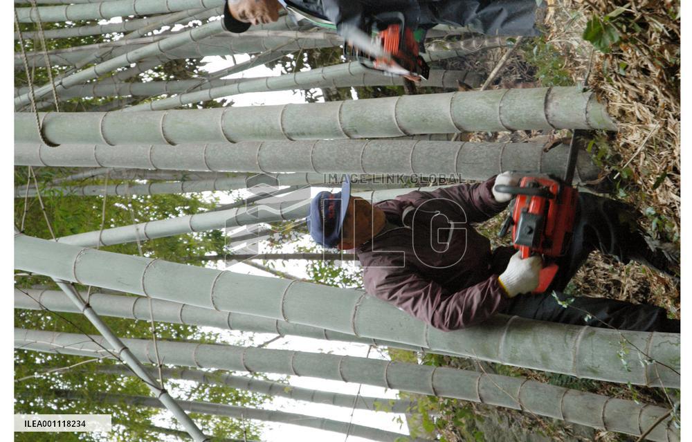 Bamboo groves being used for regional economic development