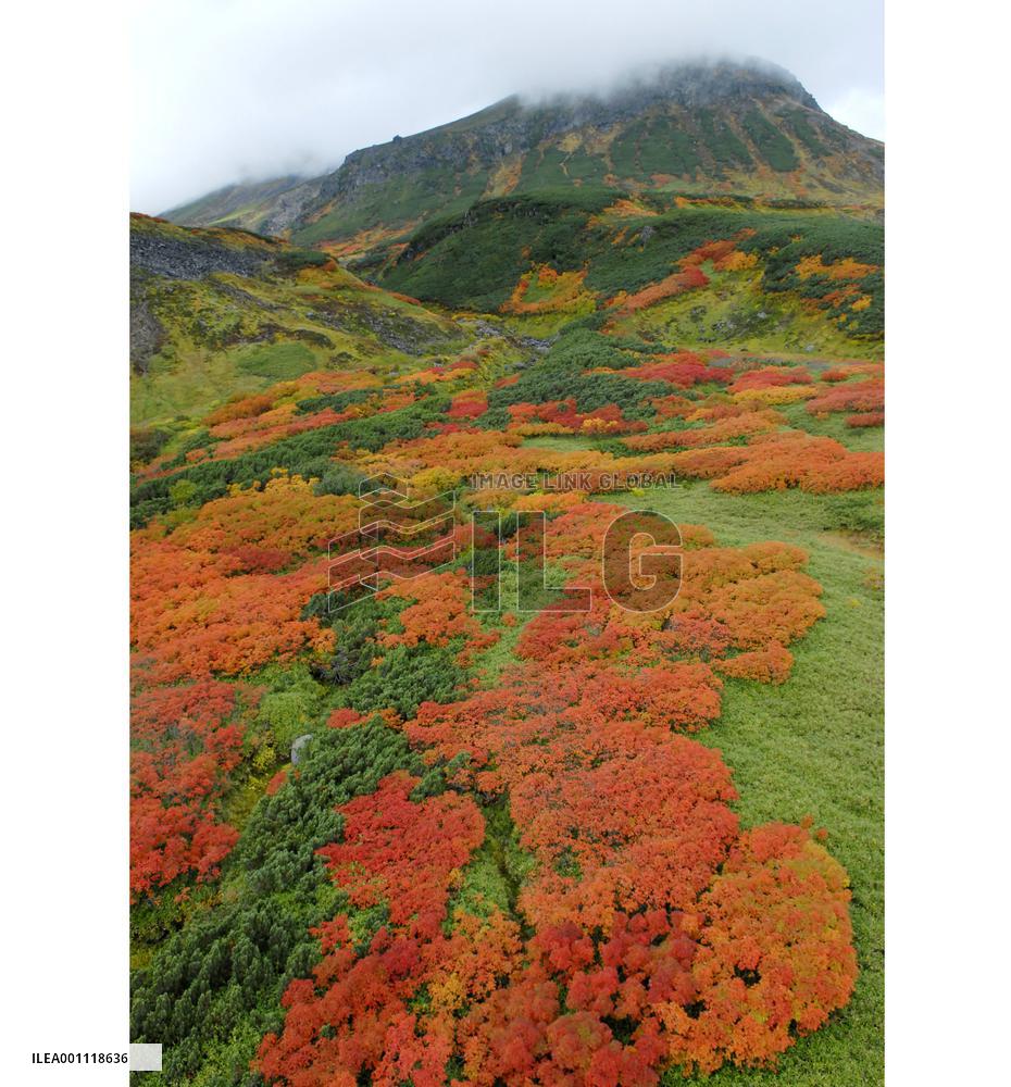 Taisetsu mountain range gets autumn colors