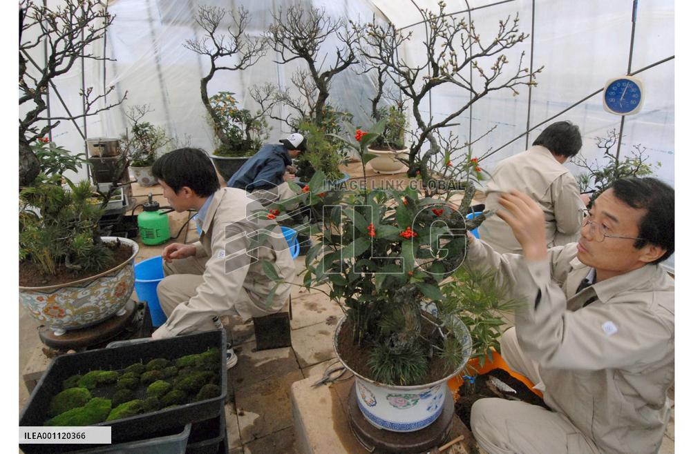 Bonsai prepared for adorning Imperial Palace for New Year's