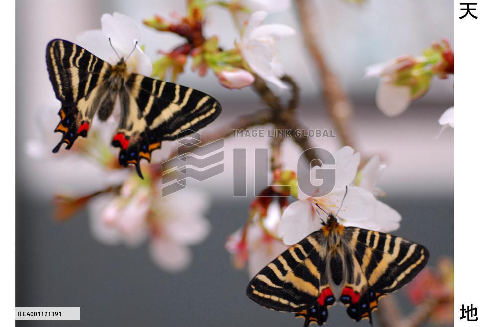 Gifu butterflies hatch at central Japan museum