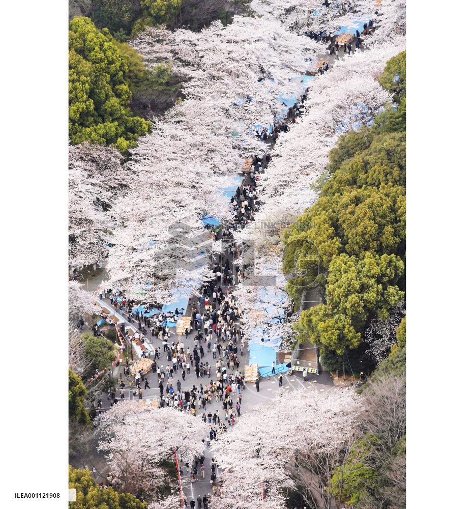 Cherry blossoms in full bloom at Ueno Park