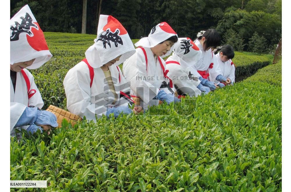 New tea leaves picked to be dedicated to shrine