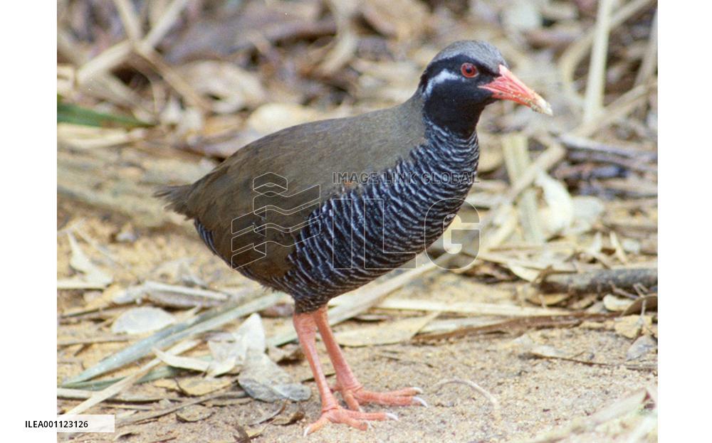 1,221 bird species threatened with extinction