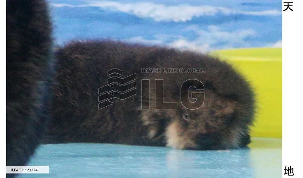 Baby Russian sea otter shown off at Tokyo aquarium