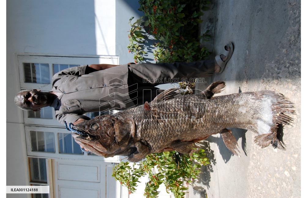 Ancient fish species still found off Tanzania