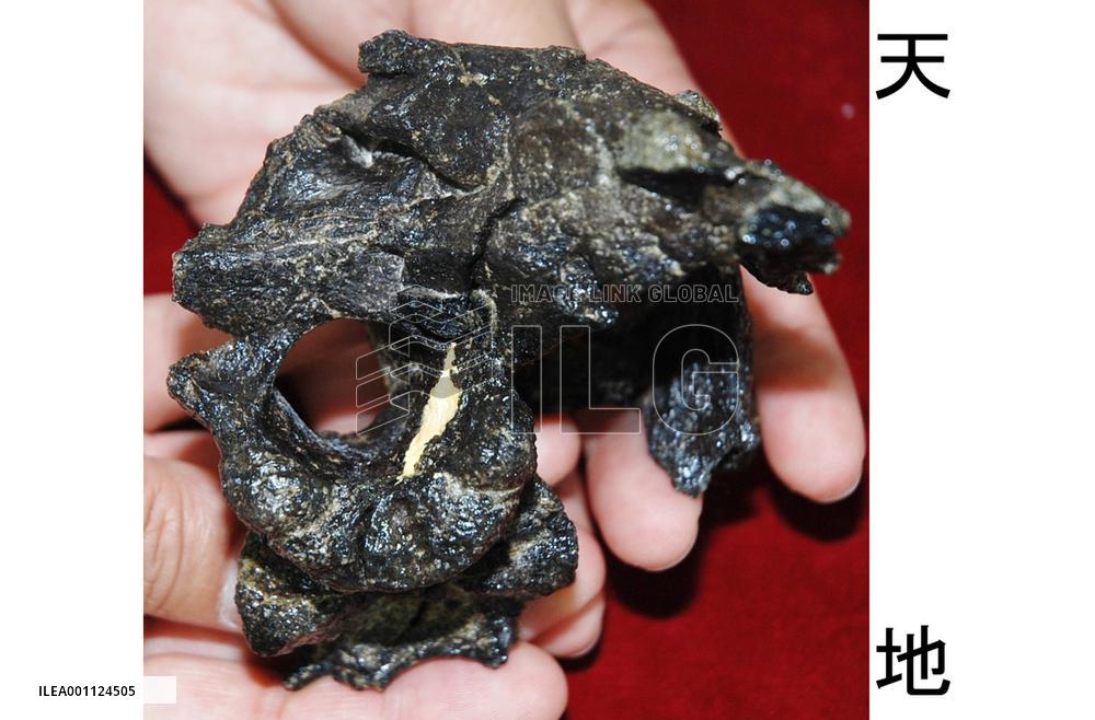 85 mil.-year-old dinosaur skull found in Kumamoto Pref.