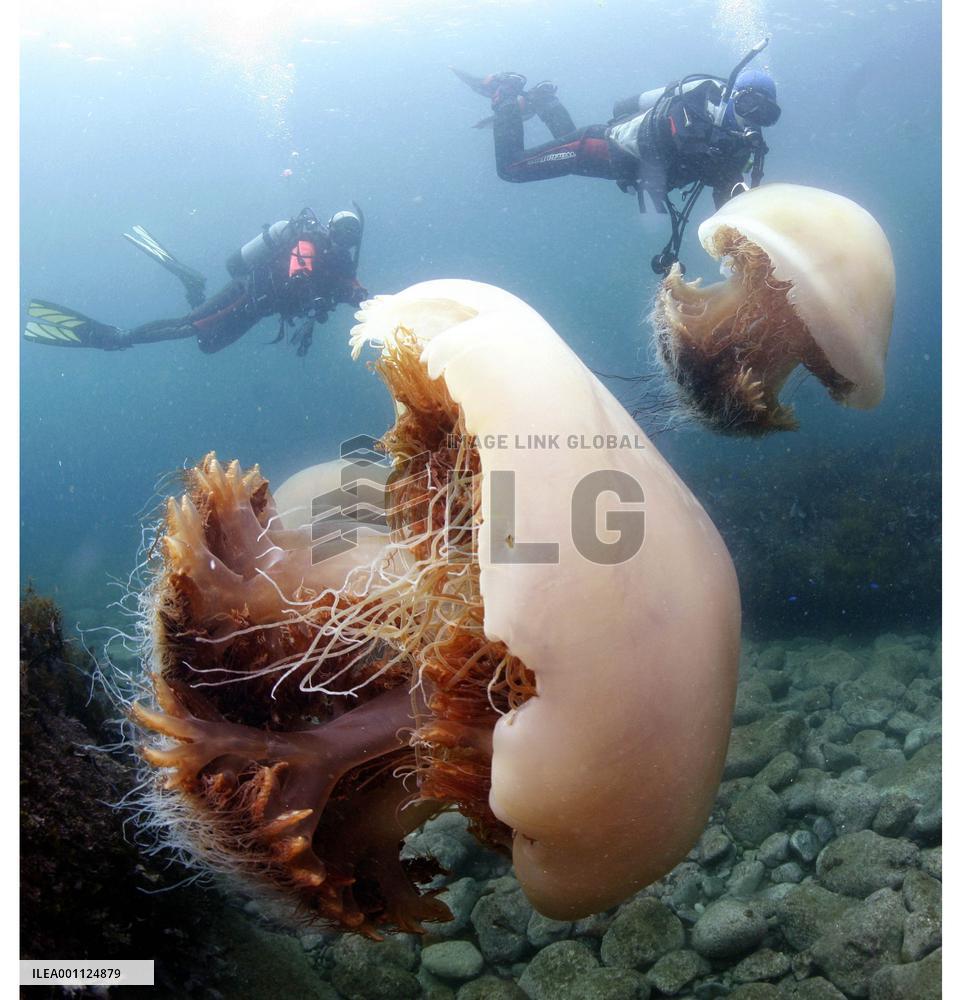 Giant jellyfishes swim in the Sea of Japan