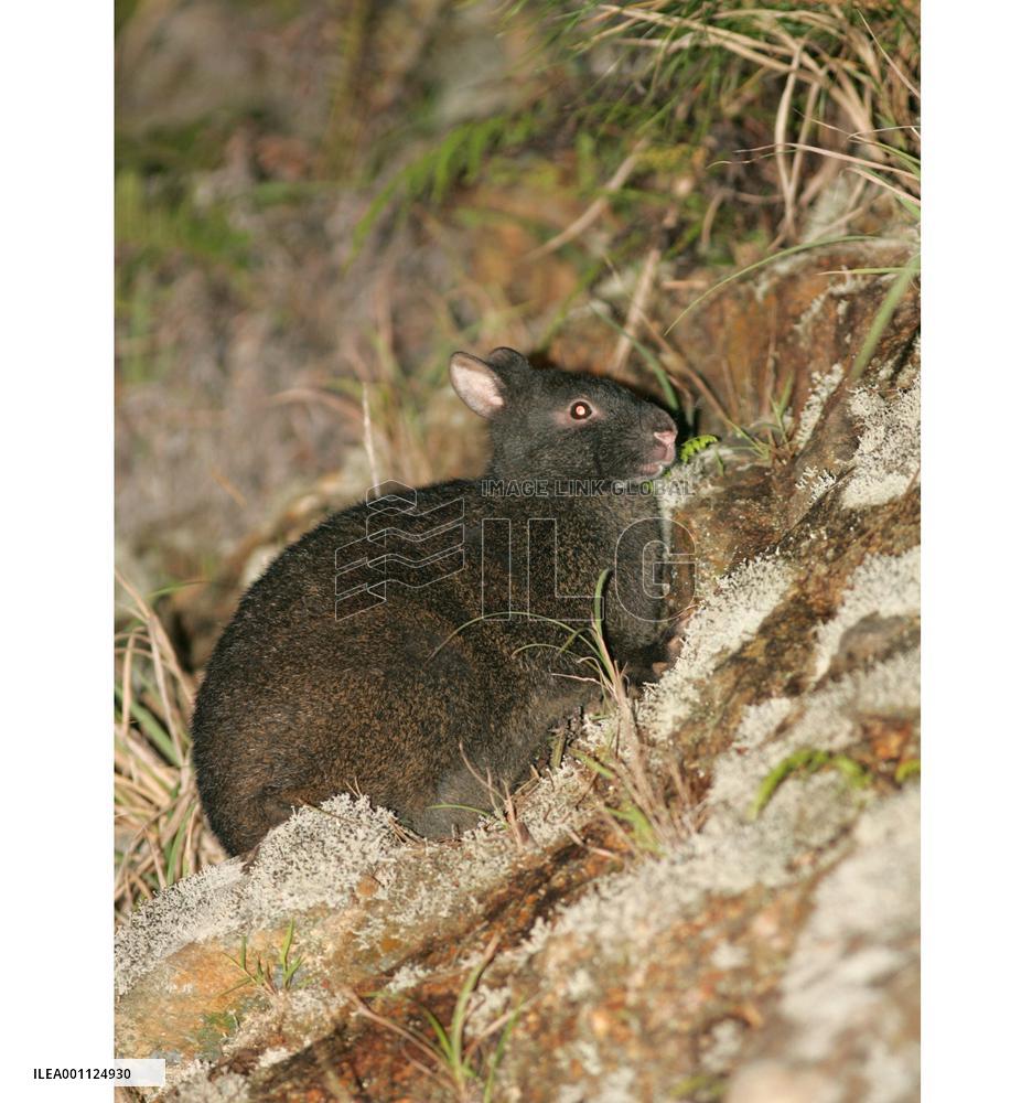 11 specially protected rabbits found dead on Amami-Oshima