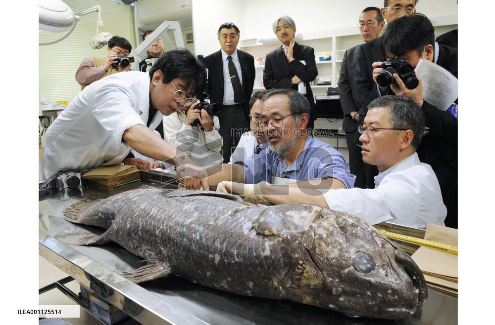 Coelacanth dissected for research