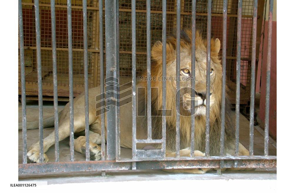Animals in Yangon zoo being transferred to new capital