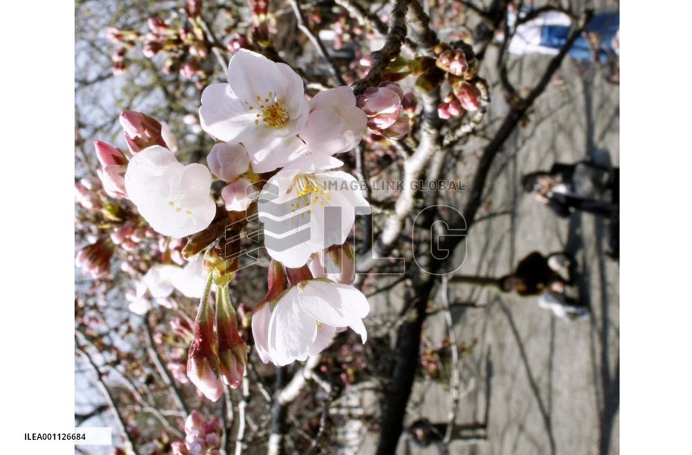 Cherry blossoms in Tokyo