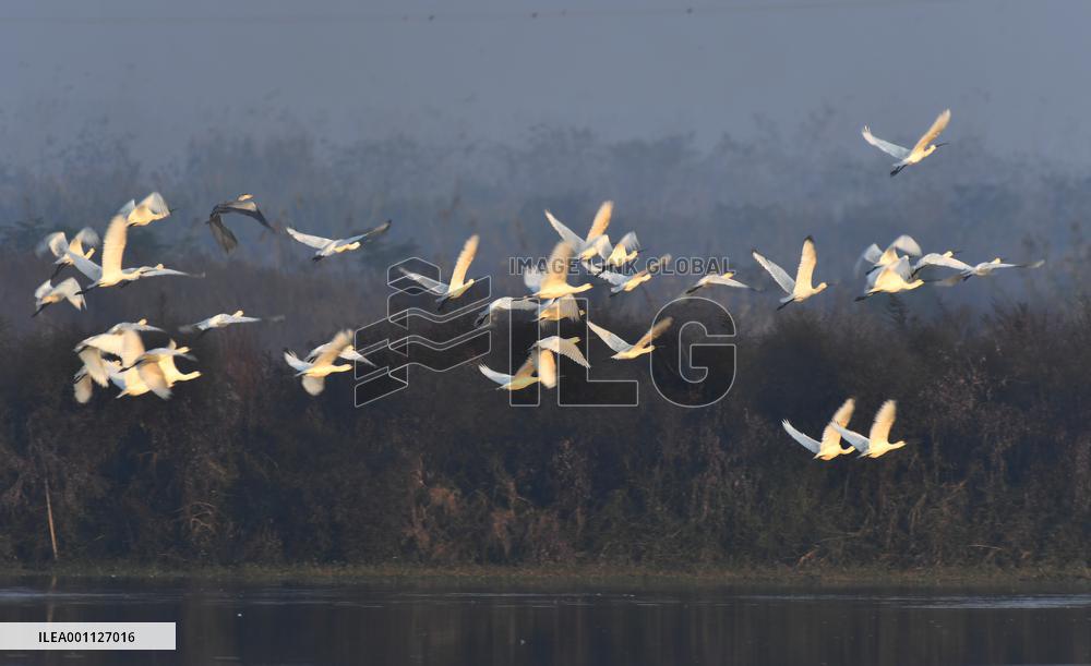 CHINA-HUNAN-MIGRATORY BIRDS (CN)