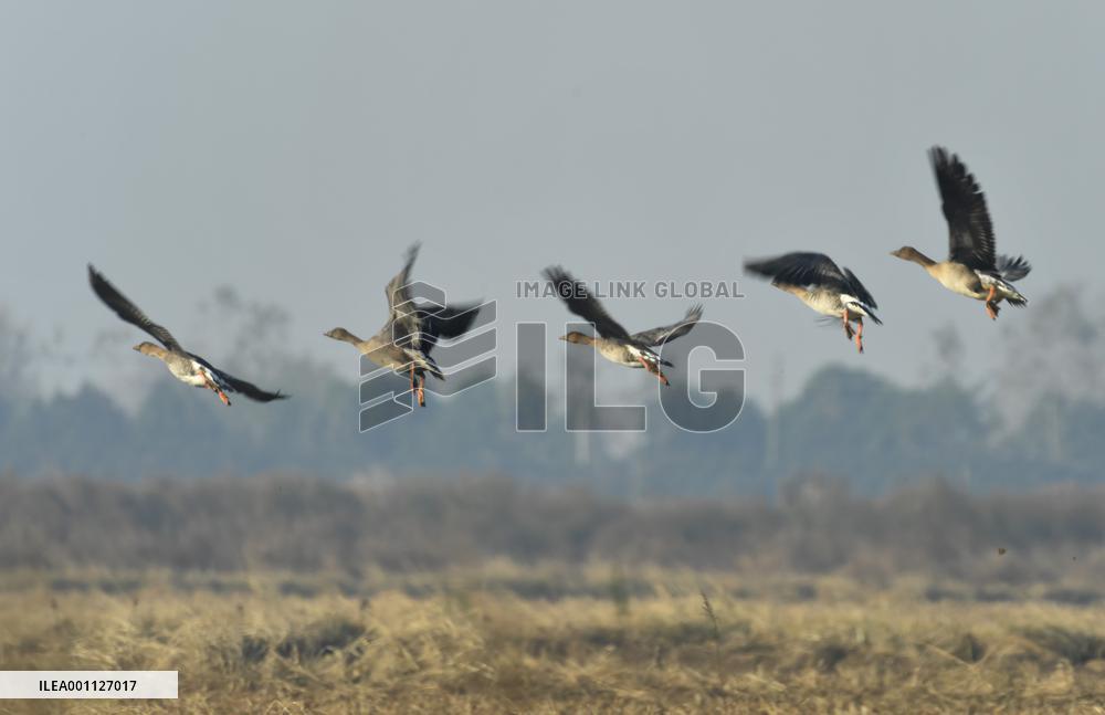 CHINA-HUNAN-MIGRATORY BIRDS (CN)