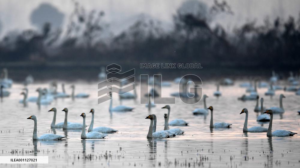CHINA-HUNAN-MIGRATORY BIRDS (CN)