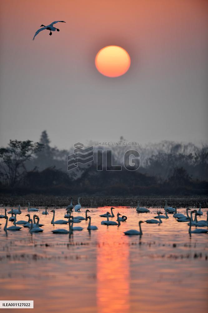 CHINA-HUNAN-MIGRATORY BIRDS (CN)