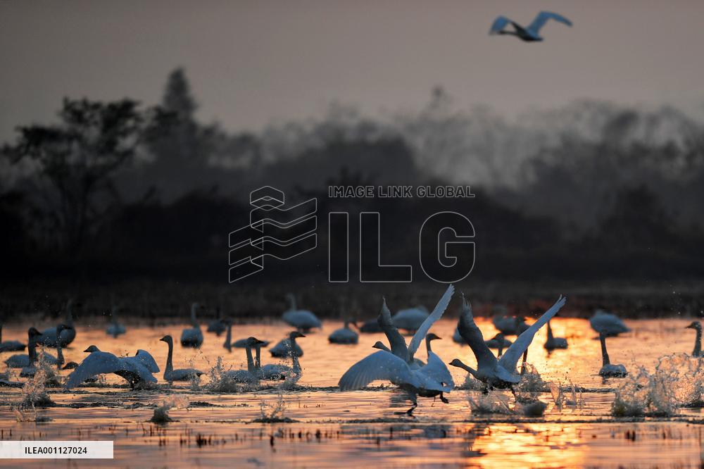 CHINA-HUNAN-MIGRATORY BIRDS (CN)