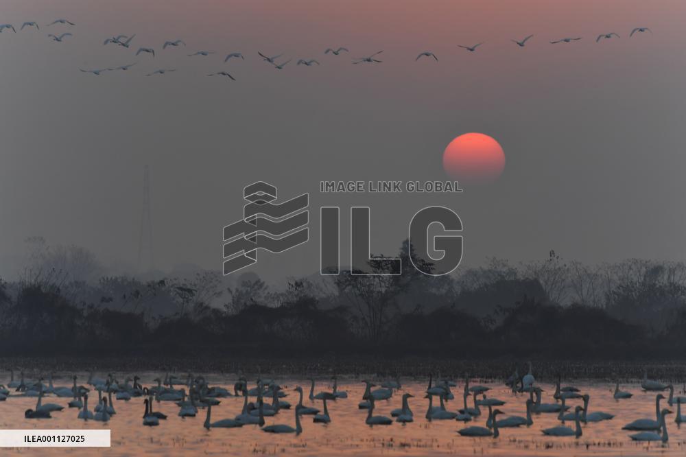 CHINA-HUNAN-MIGRATORY BIRDS (CN)