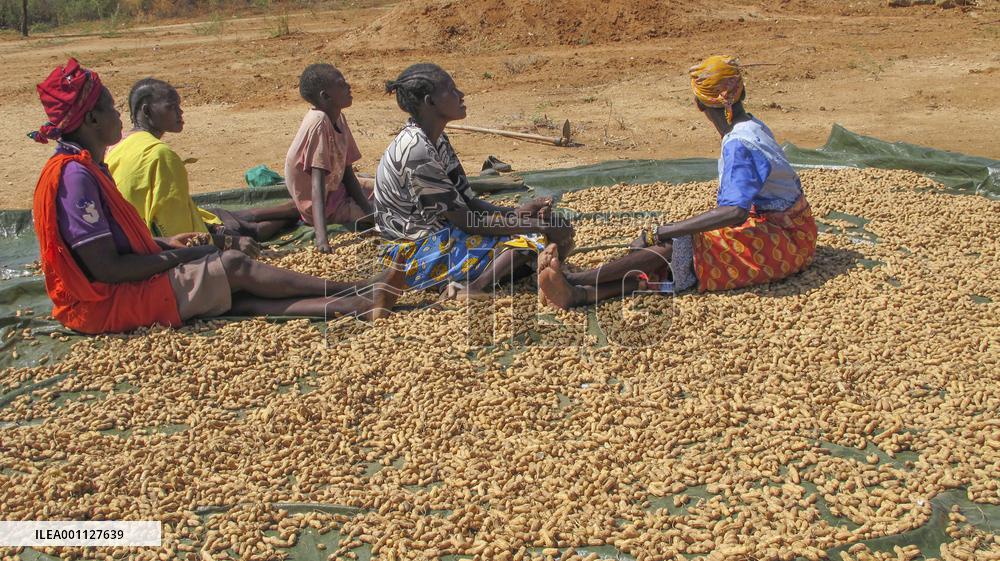 KENYA-FARMERS-GROUNDNUTS