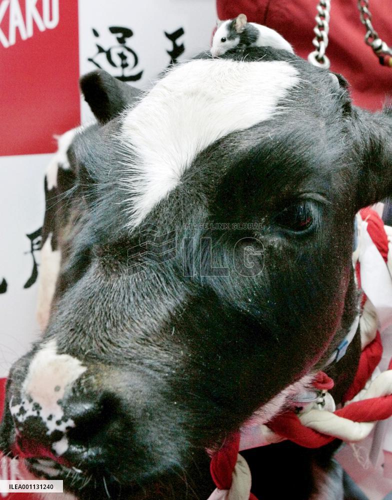 Cattle succeeds rat in Chinese zodiac