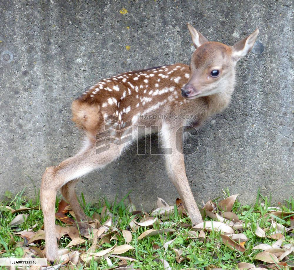 Year's first fawn born at Nara Park