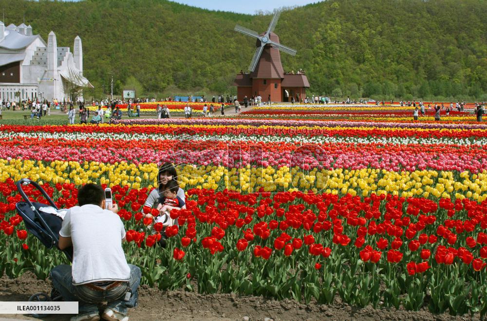 Colorful carpet of tulips in Hokkaido draws tourists