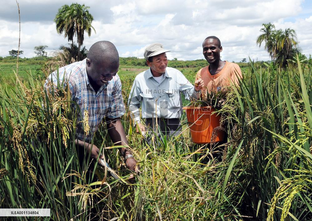 Japanese rice cultivation technology finds a place in Africa