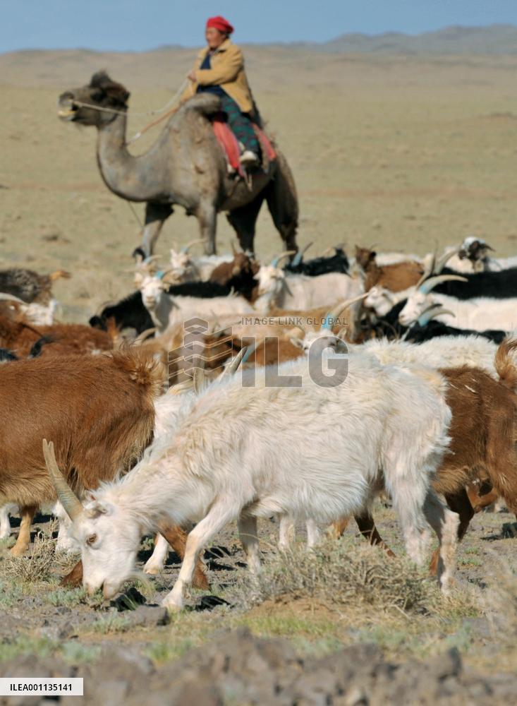 Deserts creeping up in Mongolia, demand for cashmere partly blamed